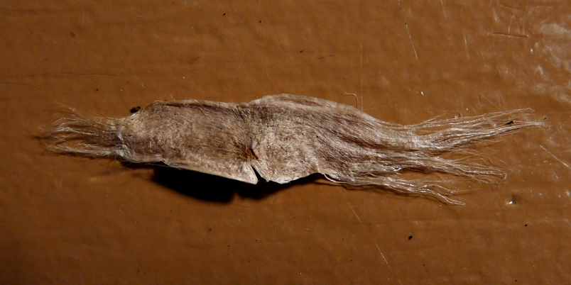 {Catalpa speciosa}